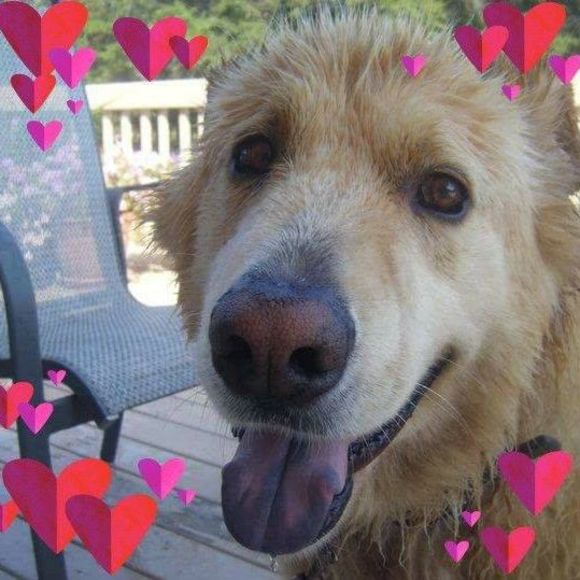 Meet your Posher, Joanne - Picture 1 of 1